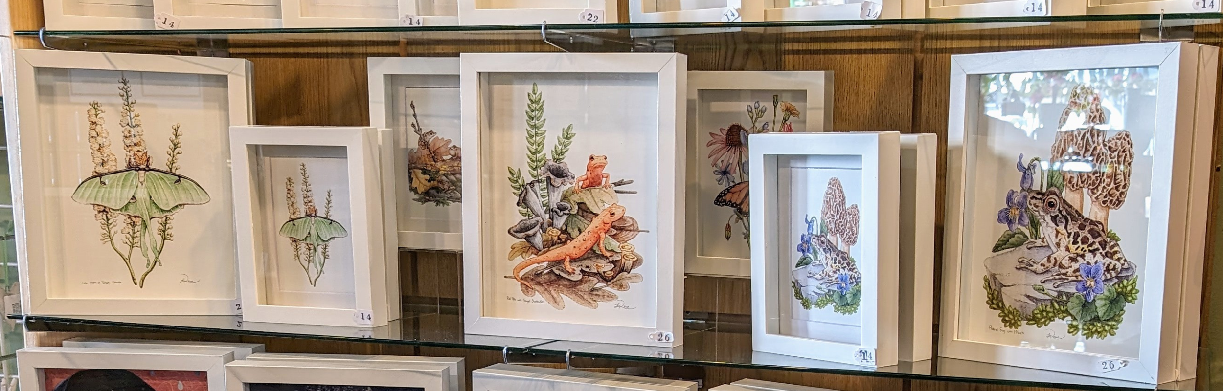 Framed Nature Prints on a Clear Shelf