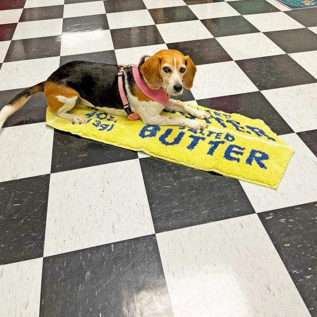Beagle Dog Laying on a Butter Rug on top of a checkerboard floor
