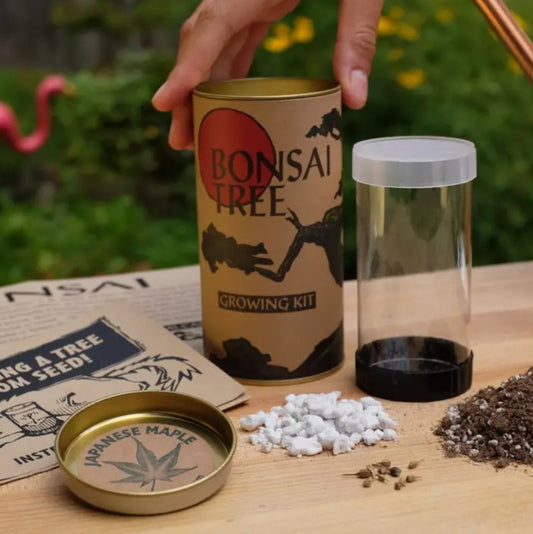 Bonsai tree growing kit with seeds and pebbles