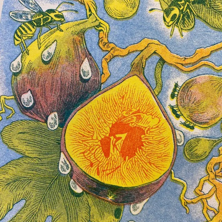 Fig Wasp Riso Print 5x7
