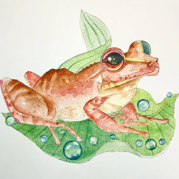 Watercolor art print of an orange Coqui frog on a green leaf
