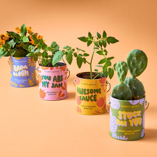 Four potted plants growing out of colorful tin cans