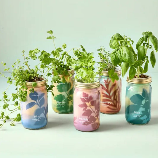 Colorful mason jar planters with herbs growing out of the tops