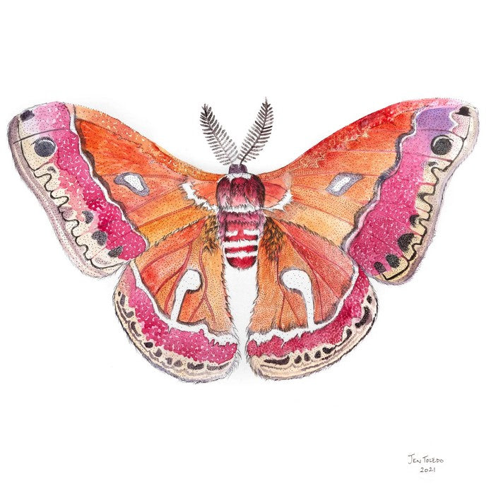 Watercolor art print of crecopia moth
